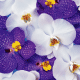 �Ӓ����E�j�����E���蕨